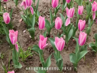 一级淫片试看-高清字幕电影完整版在线观看